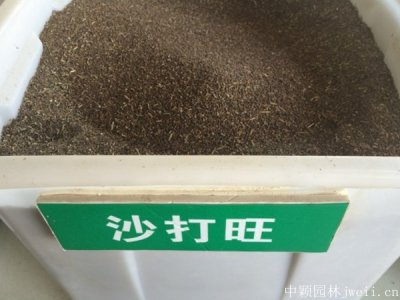 沙打旺草適合南陽種植嗎？