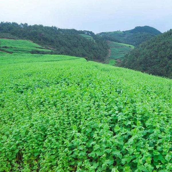 1691915411601210.jpg 苦蕎麥3_副本.jpg