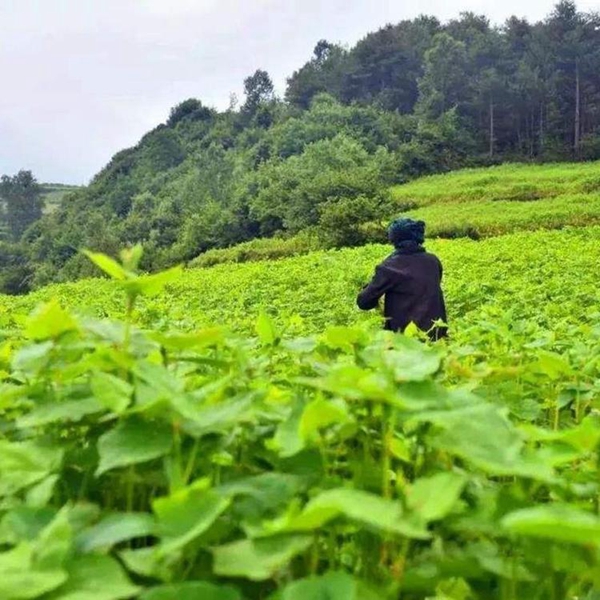 1691915416168316.jpg 苦蕎麥4_副本.jpg