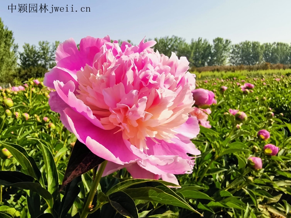 芍藥花9.jpg