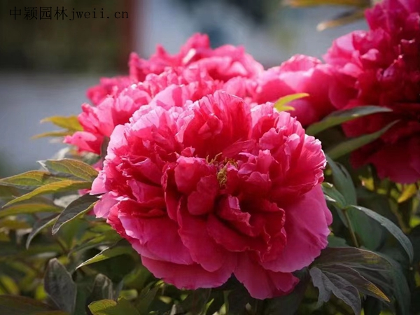 芍藥花17.jpg