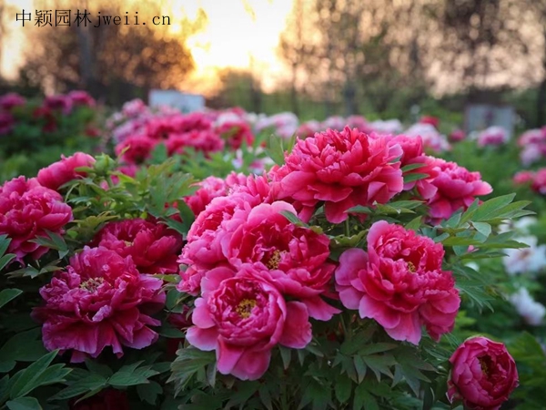 芍藥花8.jpg