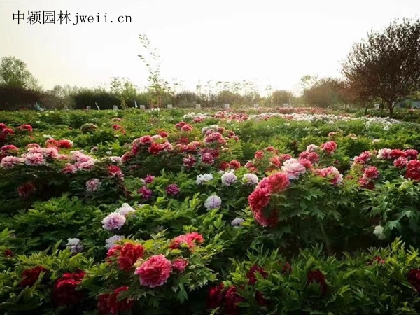 芍藥花15.jpg