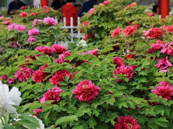 芍藥花22.jpg