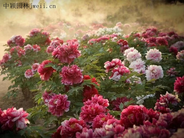 芍藥花20.jpg