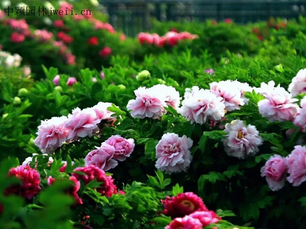 芍藥花24.jpg