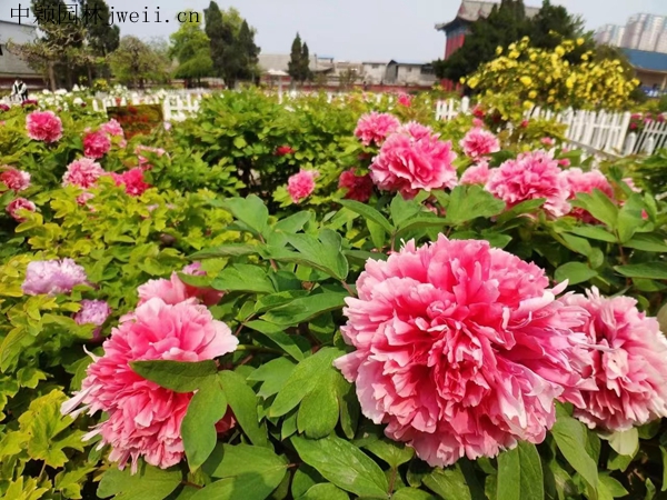 芍藥花43.jpg