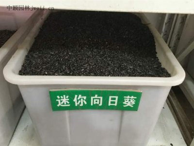 小矮人迷你向日葵結籽嗎？