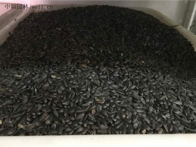 鹽堿地可以種向日葵嗎？