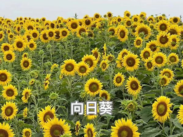 野花組合18.jpg