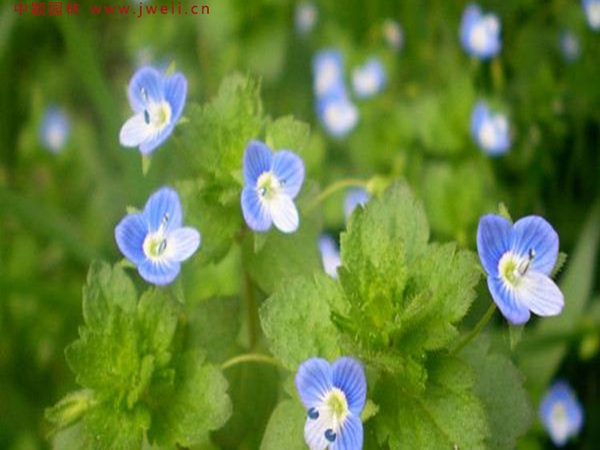 1692522416828036.jpg 婆婆納3.jpg