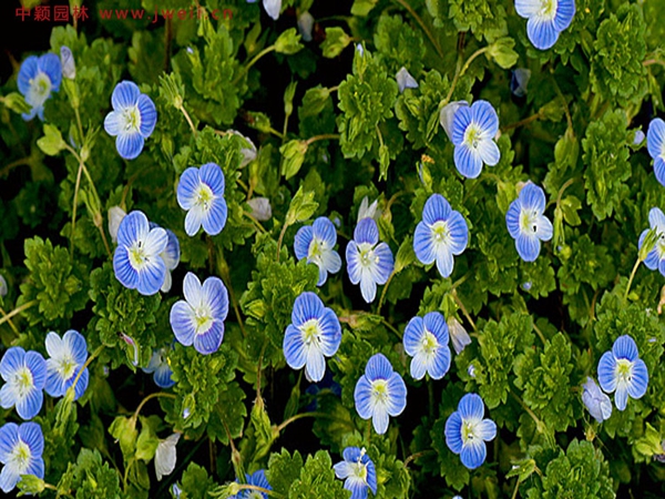 1692522420655618.jpg 婆婆納4.jpg