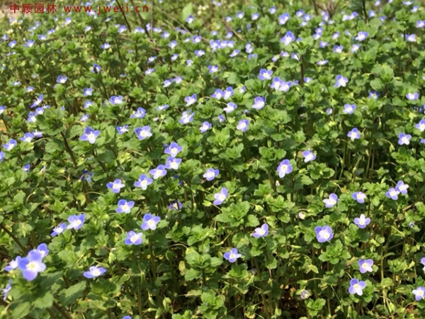 1692522425778554.jpg 婆婆納2.jpg