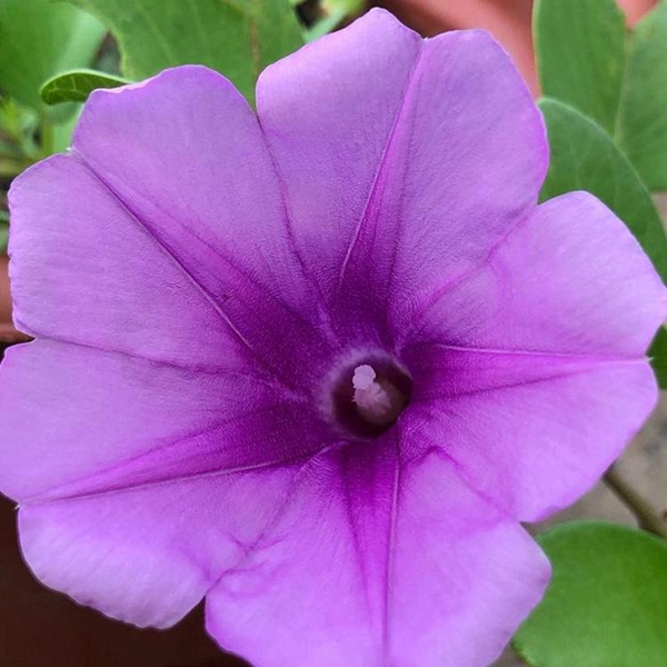 牽牛花.jpg