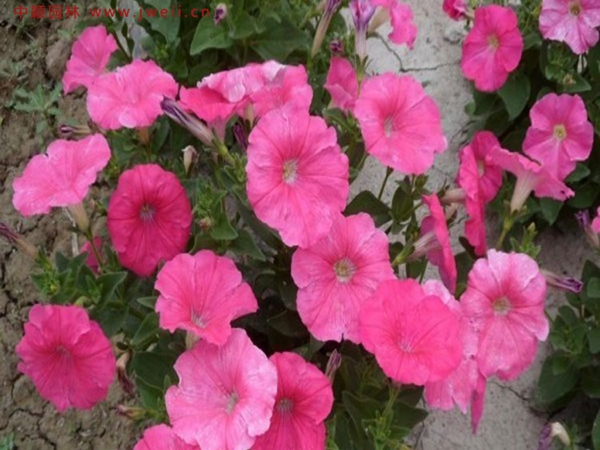 牽牛花9.jpg