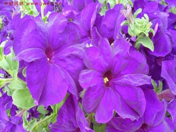 牽牛花10.jpg