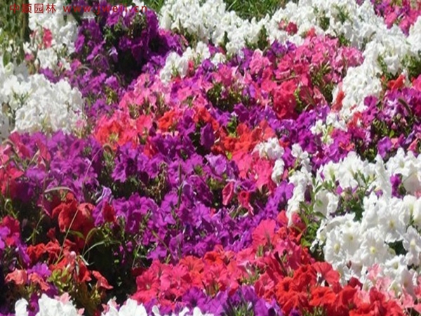 牽牛花11.jpg