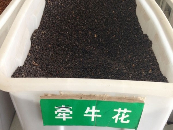牽牛花6.jpg