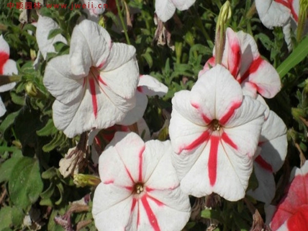 牽牛花8.jpg