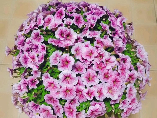牽牛花4.jpg