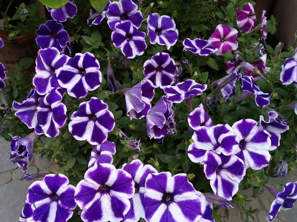 1693038214686920.jpg 牽牛花5.jpg