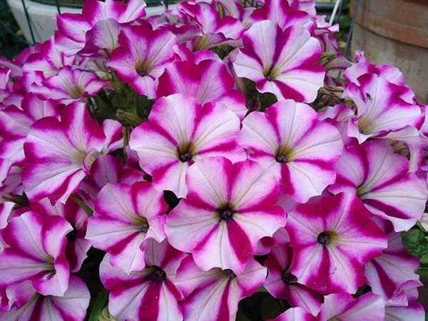 1693038238421735.jpg 牽牛花2.jpg