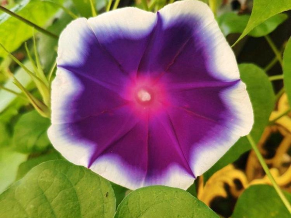 1693038255788654.jpg 牽牛花1.jpg