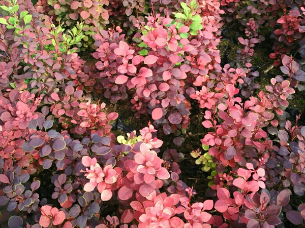 紅葉小檗1.jpg