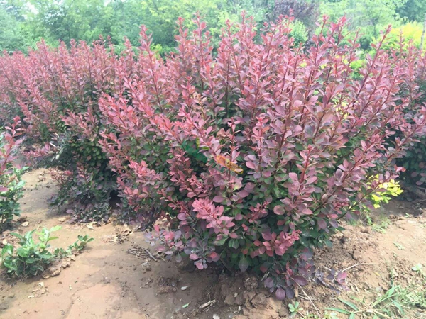 紅葉小檗12.jpg