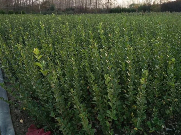 1693133306645703.jpg 北海道5.jpg