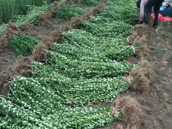 1693133322671844.jpg 北海道4.jpg