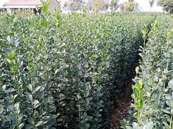 1693133336745228.jpg 北海道8.jpg