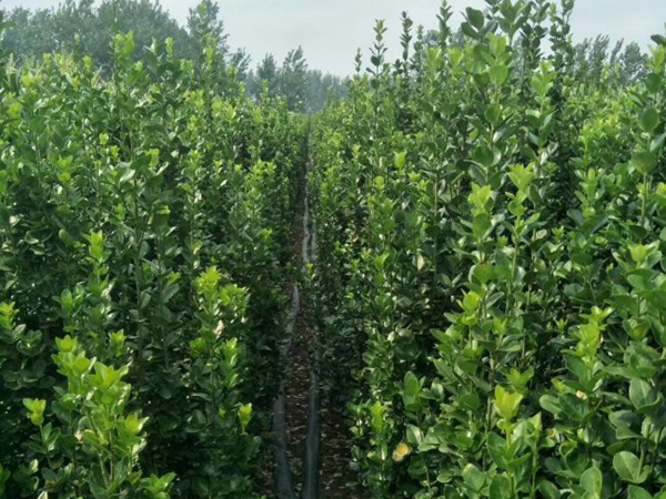 1693133433373849.jpg 北海道7.jpg