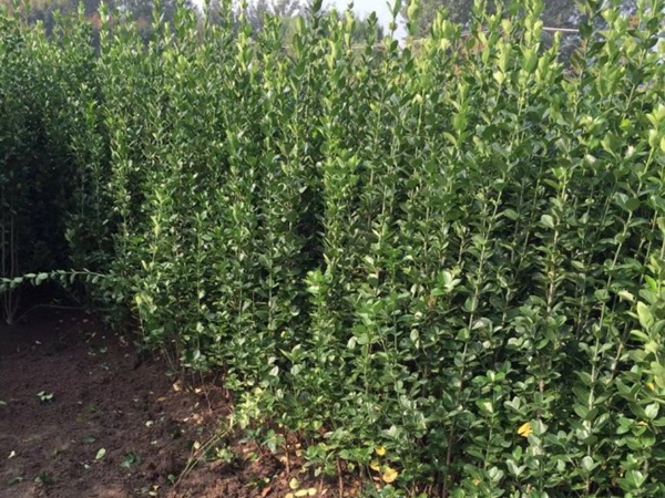 1693134291936057.jpg 北海道.jpg