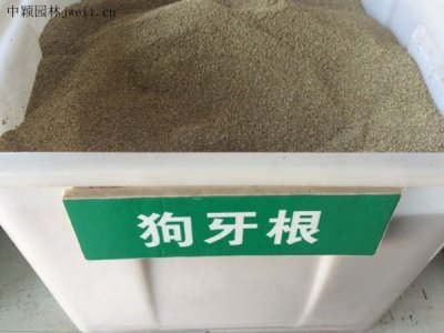 種植物的花園可以種狗牙草嗎？