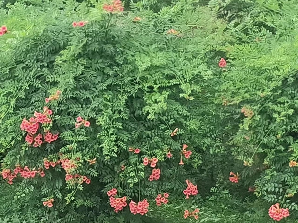 1693395974148651.jpg 凌宵.jpg