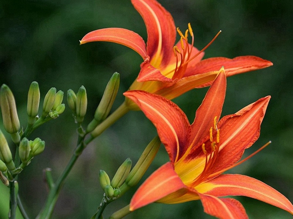 1693738622223693.jpg 大花萱草8.jpg