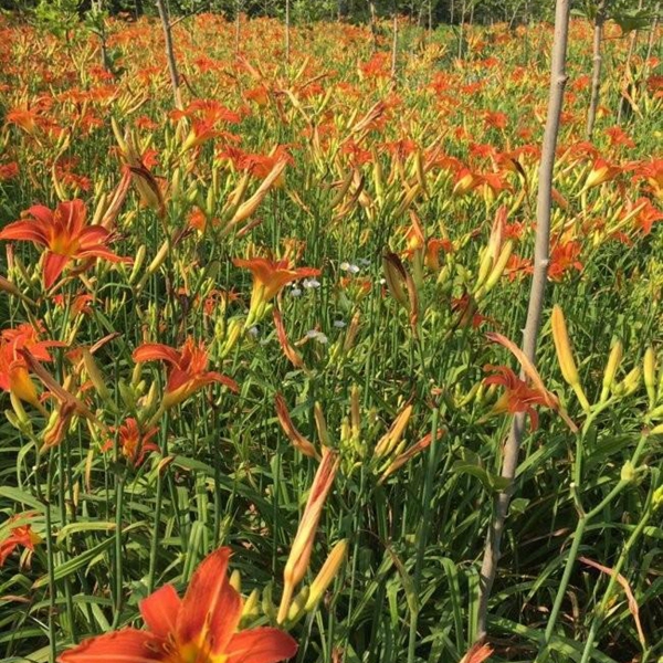 1693738671971535.jpg 大花萱草2.jpg