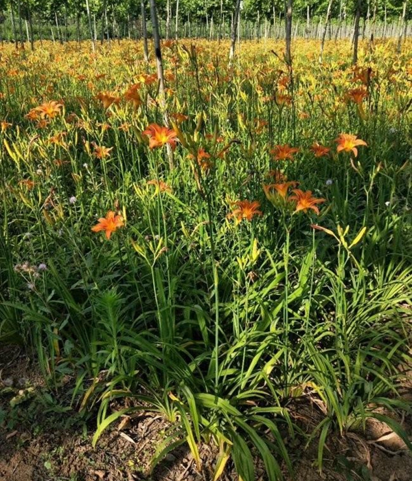 1693738708911606.jpg 大花萱草19.jpg