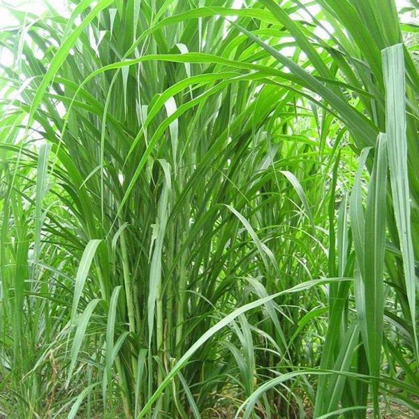 皇竹 草種節11.jpg