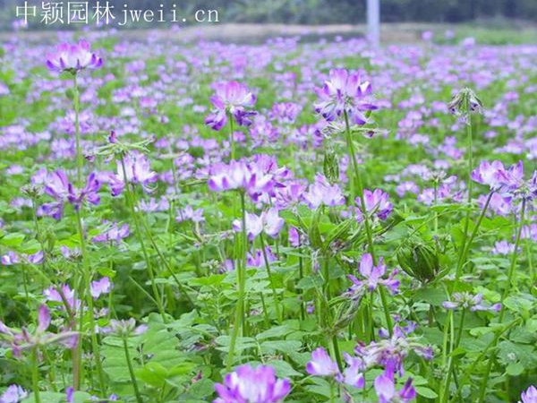 1694164730734661.jpg 紫花苜蓿12.jpg