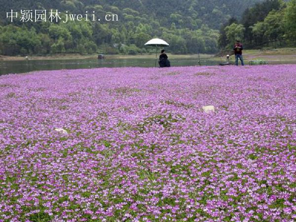 1694164735738323.jpg 紫花苜蓿11.jpg
