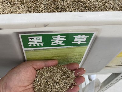 基本農田可以種牧草嗎？