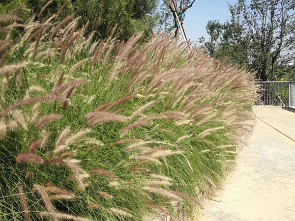 1694255448731380.jpg 狼尾草4.jpg