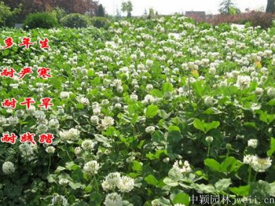 白車軸草兔子可以吃嗎？
