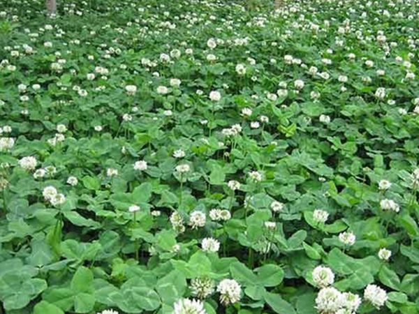 白三葉草8.jpg