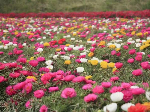 太陽花.jpg
