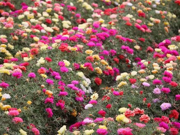太陽花1.jpg