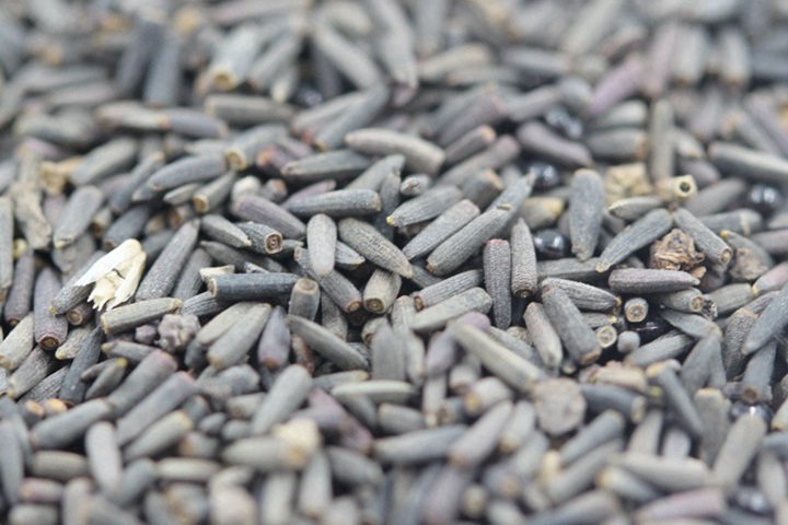 1696828253480974.jpg 松果菊 (3).JPG