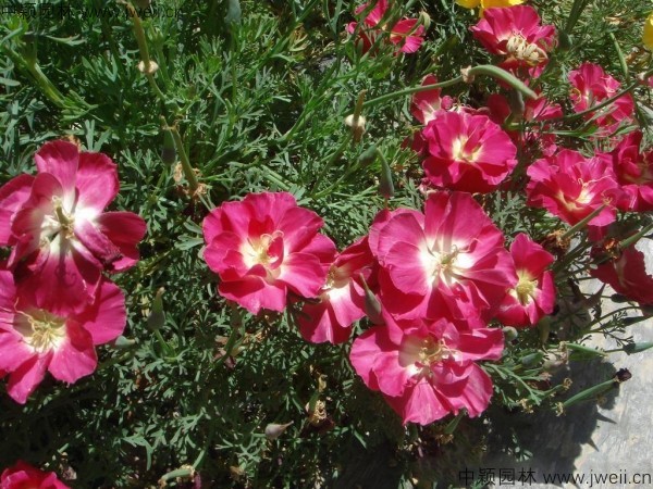 花菱草17.jpg